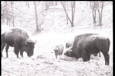 11 bison.jpg