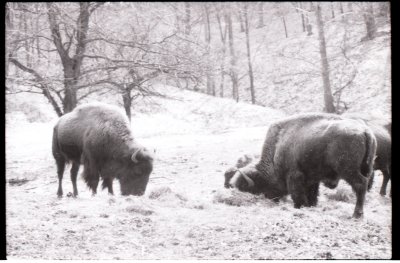 12 bison.jpg