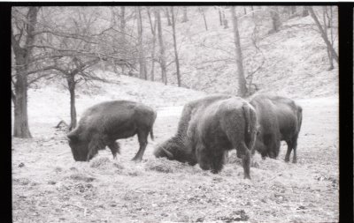 13 bison.jpg
