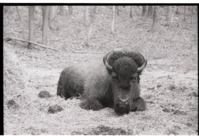 14 bison.jpg