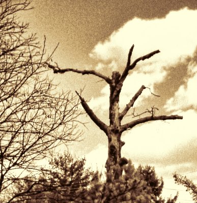 An Old Tree In Infra Red