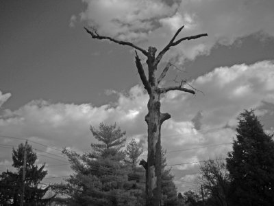 2011 NOV 13 the old tree 081 BW.jpg