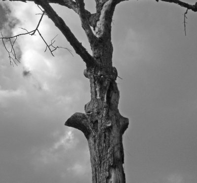 2011 NOV 13 the old tree  082 BW.jpg