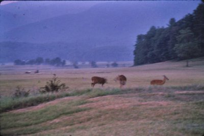 Deer and cattle in Cades Cove-23.jpg