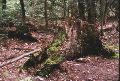 Rotted tree stump-19.jpg