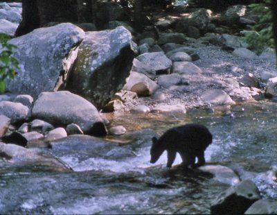 Bear cub fishing-14.jpg