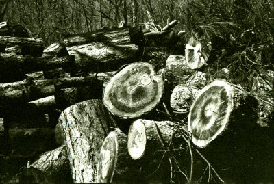 Woodpile No. 4.jpg