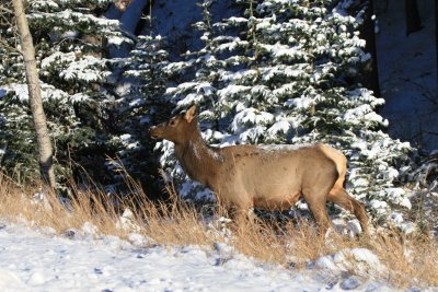 Canada - 03.JPG
