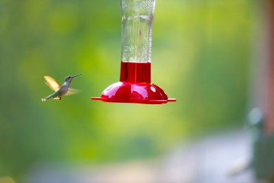Humming Bird - 01.jpg