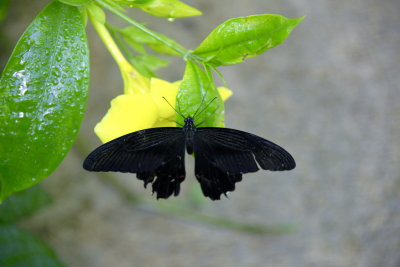 Callaway Gardens - 01.jpg
