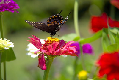 Callaway Gardens - 03.jpg