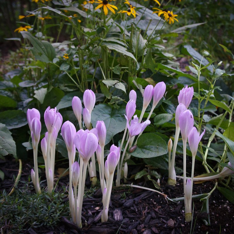 Fall Crocus