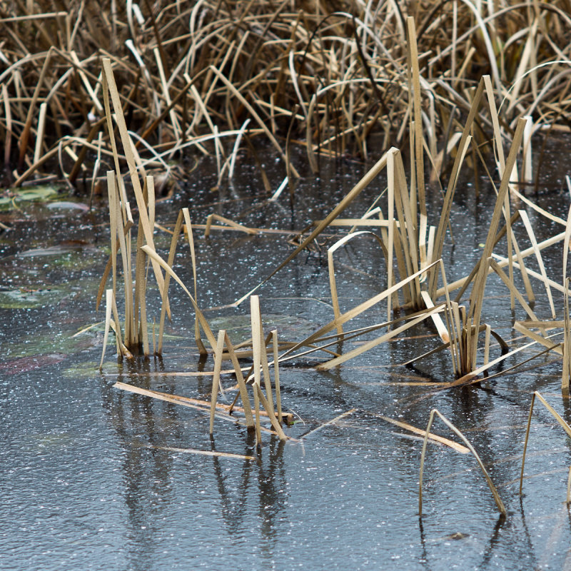 Pond