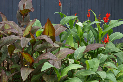 Cannas