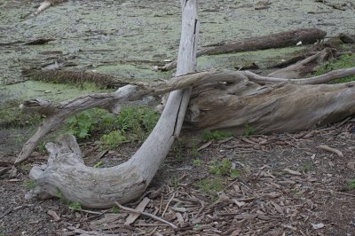 Driftwood