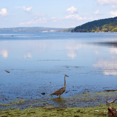 Blue Heron