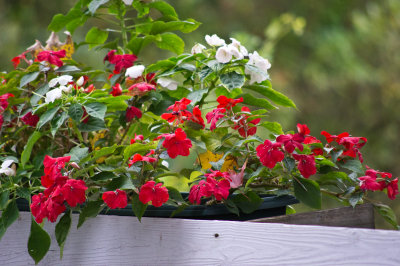 Impatiens