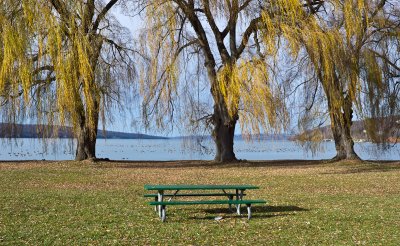 Stewart Park Willows