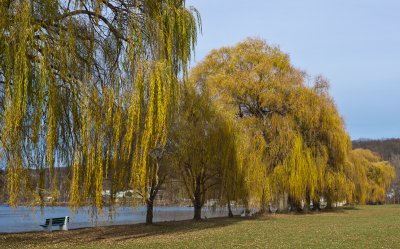 Willows