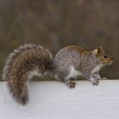 Gray Squirrel