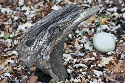 Driftwood