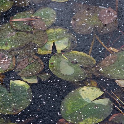 Lily Pads