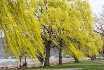 Flowering Willows