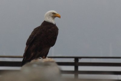 Wildlife and Scenery