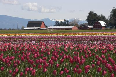 tulip_festival