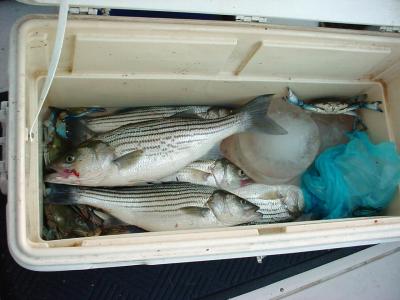 11/3/2005 - Becker Charter - Eve Trip off Podicory Pt. gets a nice mix for the grill!