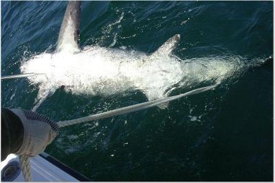 Mike Ambler with big Thresher