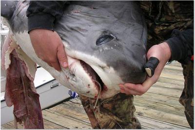 Mike Ambler with big Thresher