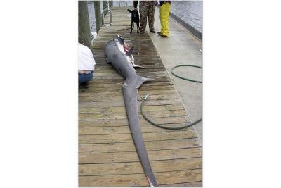 Mike Ambler with big Thresher -9ft. nose to fork plus 7ft