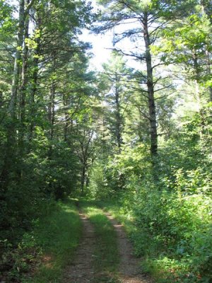 A Hike in a forest preserve