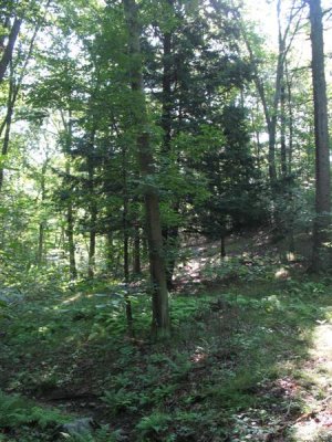 A Hike in a forest preserve