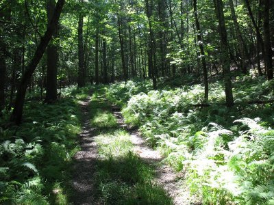 A Hike in a forest preserve