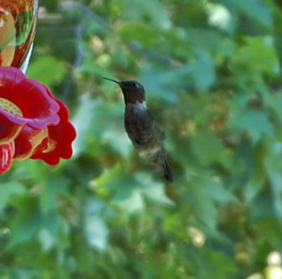 Hummingbirds