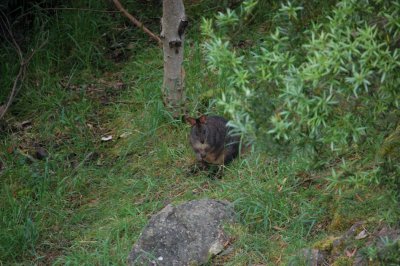 Pademelon 8.jpg