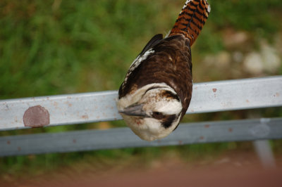 Kookaburra