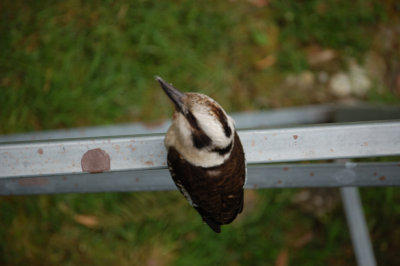 Kookaburra 2.jpg