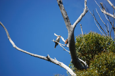 Kookaburra 3.jpg