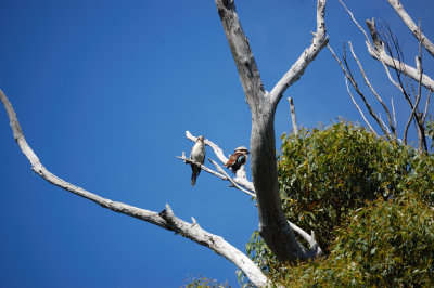 Kookaburra