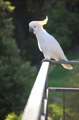 Sulphur Crested Cockatoo 17.jpg