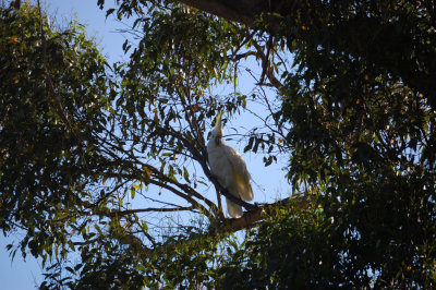 Sulphur Crested Cockatoo 2.jpg