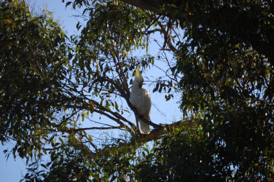 Sulphur Crested Cockatoo 3.jpg