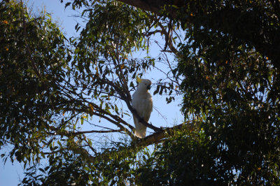 Sulphur Crested Cockatoo 4.jpg