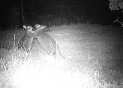 Wildlife Camera