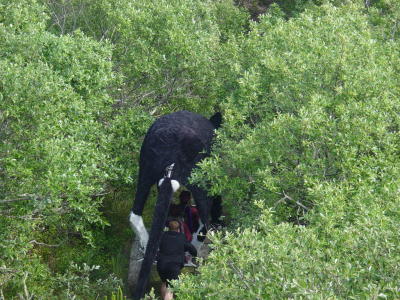 she makes it down the dune and into the swamp