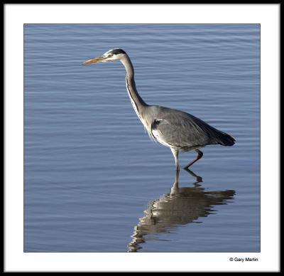 Heron