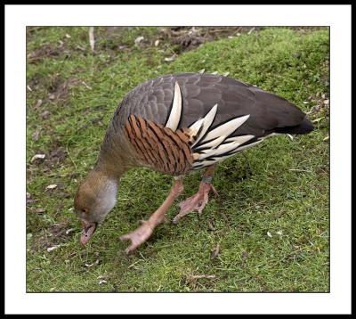 Plumed or Eytons Whistling Duck